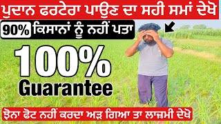 Dhan me Ferterra dale ja na  ਦੇਖੋ ਝੋਨੇ ਚ ਪੁਦਾਨ ਫਰਟੇਰਾ ਕਦੋ ਪਾਈਏ [upl. by Aciraa]