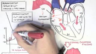 Cardiology  Relationship of conduction system ventricular contraction and ECG [upl. by Althea]