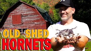 HORNETS Nest Inside A Shed  Wasp Nest Removal [upl. by Halbeib860]