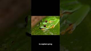 Red eyed Tree Frog [upl. by Anatolio]