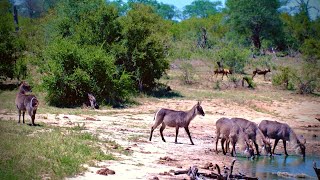 Wild Dogs Watching Waterbuck [upl. by Nhguaved]