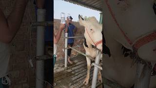 Iv drips in cattlet treatmentsick cow injectionrecoveredenteritisyoutubeshorts viralvideo [upl. by Batha]