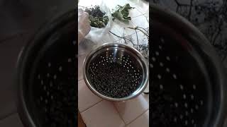 How to process your Elderberry harvest quickly [upl. by Imoan]