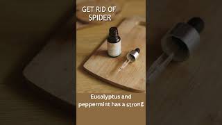 DIY Natural Bug Repellent Keep Bugs Away the Natural Way [upl. by Elsy221]