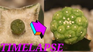 Time lapse frenzy 4  Grafted Lophophora Fricii [upl. by Takakura]