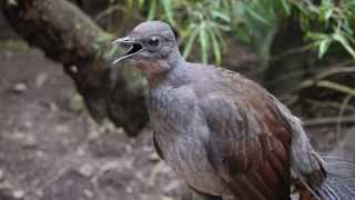 Lyrebird says quotNo sunblockquot [upl. by Omar]