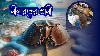 নীল রক্তের প্রানিটি চিকিৎসা বিজ্ঞানে সবচেয়ে বড় মিথ  Blue Blood  Horseshoe Crab  Golok [upl. by Enra618]