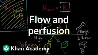 Flow and perfusion  Circulatory system physiology  NCLEXRN  Khan Academy [upl. by Orimisac]