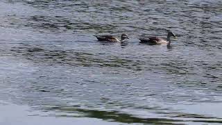 Indian spot billed duck [upl. by Beesley]