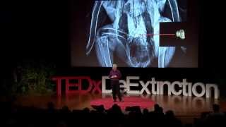 How we brought the condor back from the brink  Michael Mace  TEDxDeExtinction [upl. by Dnomder414]