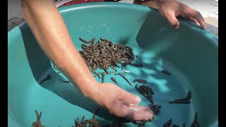 Leech Farm Harvesting Collecting Processing amp cleaning Hirudo Verbana Medical Leeches Leechcom [upl. by Ehud]