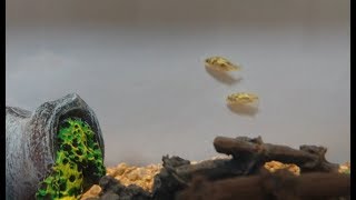 淡水フグの独特な泳ぎ方  Dwarf pufferfish [upl. by Niels]