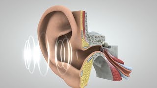 Journey of Sound to the Brain [upl. by Ayamahs692]