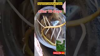 grow syngonium podophyllum plant by aerial root in water youtube shorts gardeningtips [upl. by Alvinia]