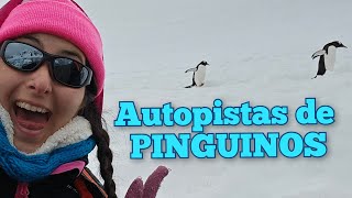 Autopista de pinguinos en la Antártida travel antartida viajes [upl. by Hallett]