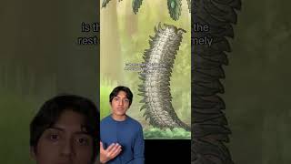 The Creepy Arthropleura prehistoric nature wildlife horror insects [upl. by Ajed]