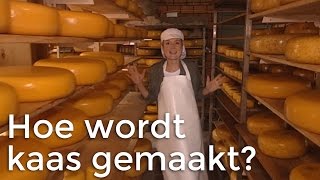 Hoe wordt kaas gemaakt  Het Klokhuis [upl. by Eydie]