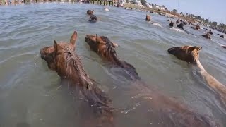 Worldfamous Chincoteague pony swim returns for 2023 [upl. by Kery]