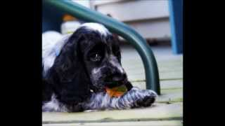 My Blue Roan English Cocker Spaniel growing up [upl. by Nnybor]