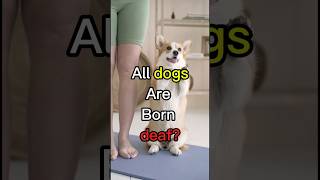 You dont know dogs facts shorts viral [upl. by Oisor]