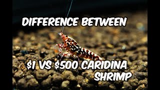 Understanding the substantial difference between 1 and 500 for Caridina Shrimp [upl. by Egidio]