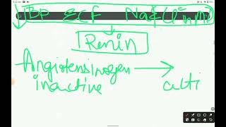 renal physiology chapter 3 JG apparatus [upl. by Anyr540]