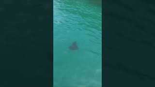 Mantarraya viralvideo parati foryou fyp playa zihuatanejo mantarraya clavados [upl. by Aiak]