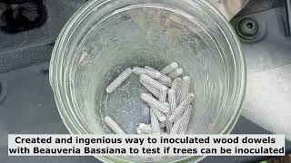 Making wood dowels to inoculate trees with Beauveria Bassiana [upl. by Yrrum633]