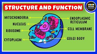 Structure and Function of a Cell  Cell Organelles  Biology [upl. by Columbine728]