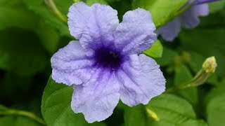 Ruellia tuberosa  cracker plant popping pod [upl. by Ettenaej99]