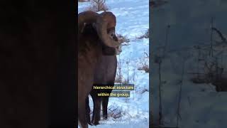 Why Do Rams Headbutt shorts ram goat headbutt animal animals animalfacts animalshorts [upl. by Hew702]