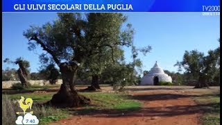 Gli ulivi secolari della Puglia [upl. by Thagard]