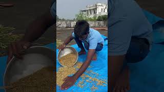 Preparing of poha in olden days అటుకులు oldisgold youtubeshorts [upl. by Oned539]