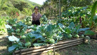 Harvesting kohlrabi How to preserve kohlrabi for a long time [upl. by Eitac287]