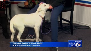 Pearl Debuts on TailWagger Wednesday [upl. by Maren]