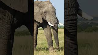 African Male Elephant walking Majestically [upl. by Linoel937]