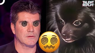 Simon got Hypnotized by a DOG  Britains Got Talent [upl. by Acsirp45]