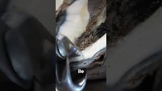 ATIN TOYNAĞI İŞTE BÖYLE DEĞİŞTİRİLİYOR horse hoof at [upl. by Sokil]