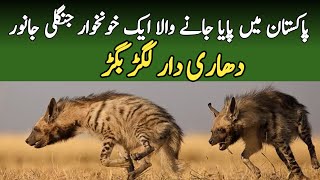 Striped Hyena  Information and Facts About Lagar Bagar Animal in Pakistan  Wildlife of Pakistan [upl. by Jolynn]