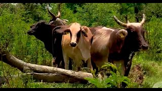 Con estas tres pautas ganadero ha logrado duplicar la carga animal en su finca  La Finca de Hoy [upl. by Rivard435]