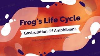 Frogs Lifecycle  Gastrulation of amphibians  Time lapse [upl. by Jeffrey527]