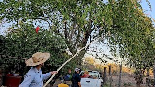 Cortando estos sabrosos guamuchiles en el Rancho 🤤👌le cae el gancho a mi mamá😂 [upl. by Bove]