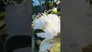 Blooming Evergreen Camellia Plant 🎶🍂 fall garden evergreen floweringplant [upl. by Imoyaba]