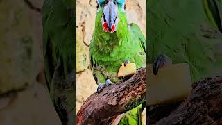 Blue headed Amazon parrot Xcaret aviary Playa del Carmen Mexico tropical Caribbean bird life nature [upl. by Werner534]