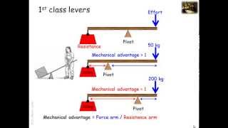 Lever systems in the human body [upl. by Idurt]