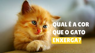 Qual é a cor que o Gato enxerga Confira [upl. by Anaicul]