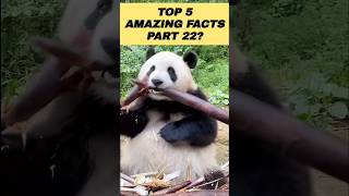 Top 5 Amazing Facts In Hindi Part 22 shorts facts amazingfacts top10anything [upl. by Ahsela56]