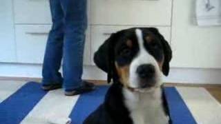 lilo more  Greater Swiss Mountain Dog [upl. by Dnanidref]