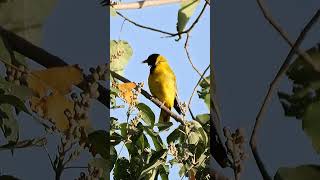 African BlackHeaded Oriole Singing shorts [upl. by Hinkle]