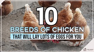 10 Breeds of Chicken That Will Lay Lots of Eggs for You [upl. by Vassily]